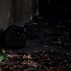 黒猫