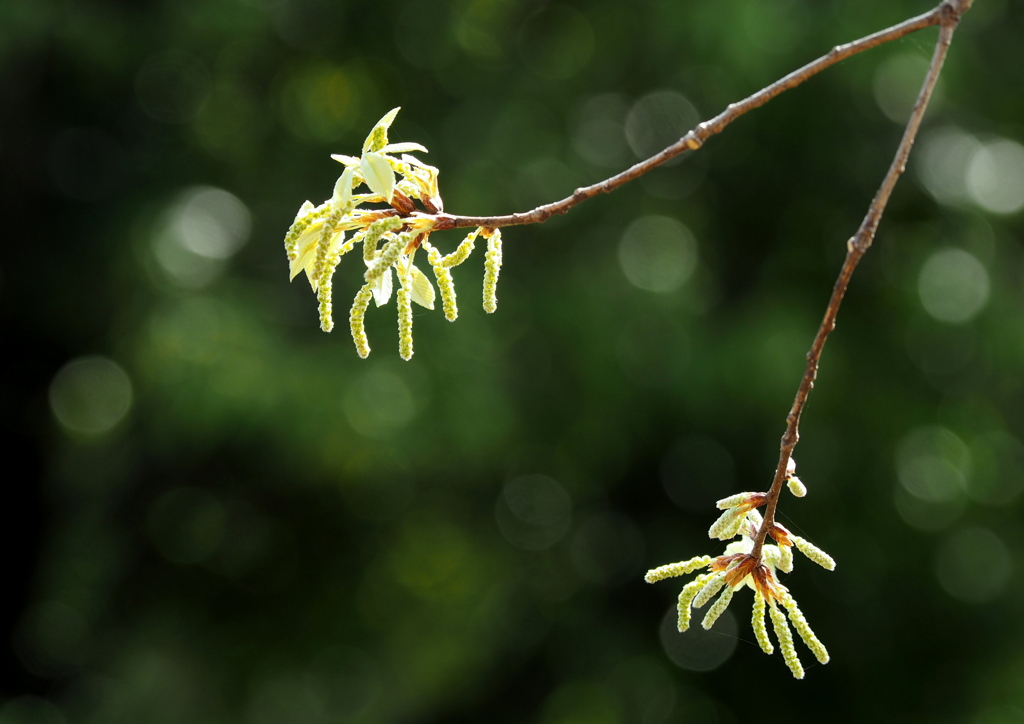 芽生え ２