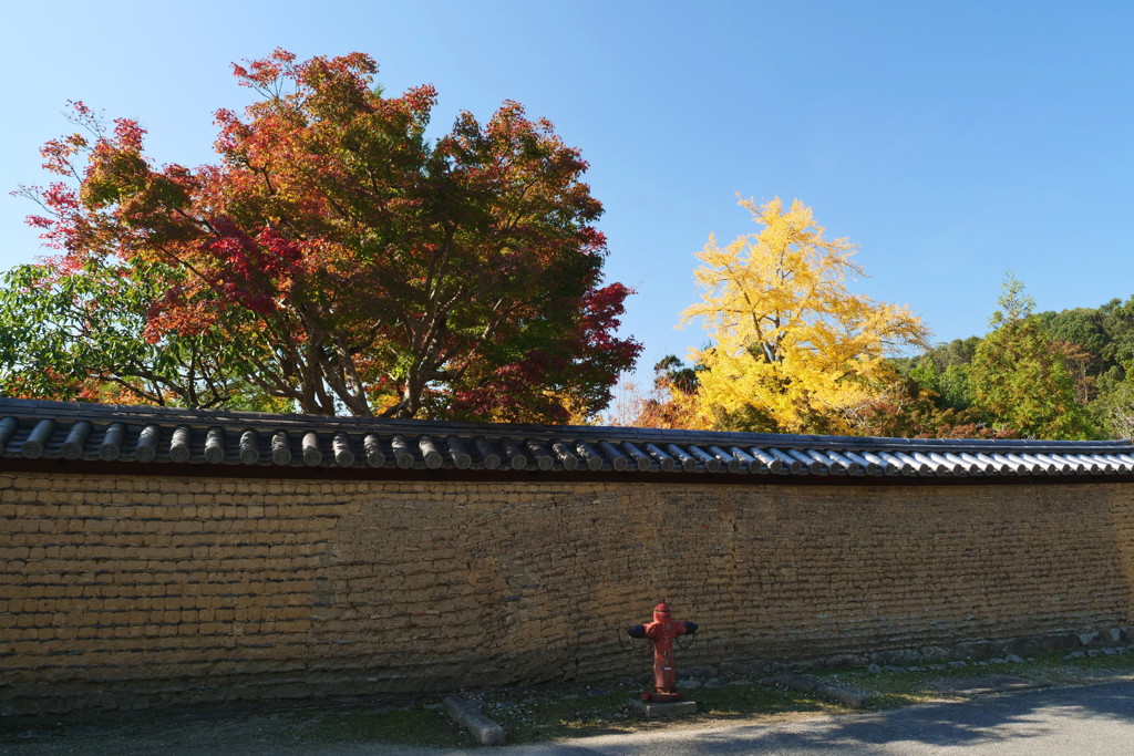 黄葉から紅葉へ