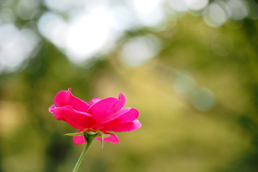 薔薇