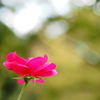 薔薇