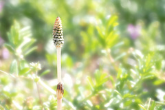 つくしんぼう １