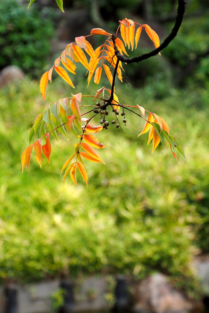 ハゼの紅葉 ６