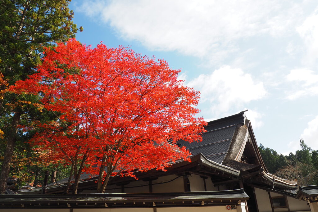 高野山の紅葉 ３