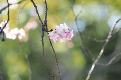 冬の桜