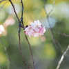 冬の桜