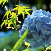 紫陽花 １２