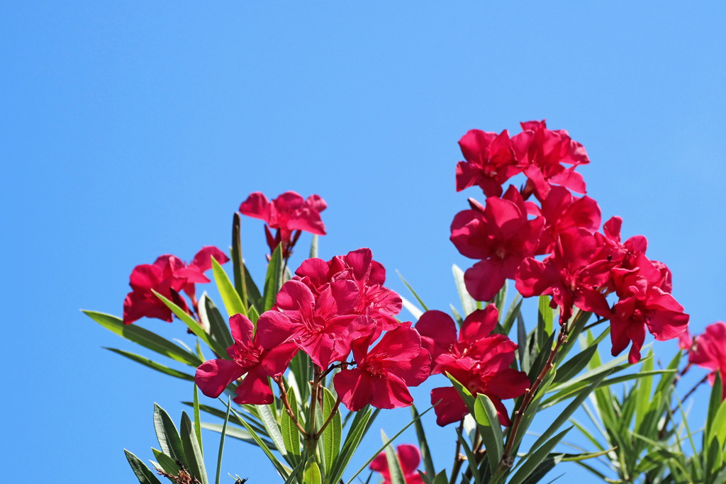 キョウチクトウ