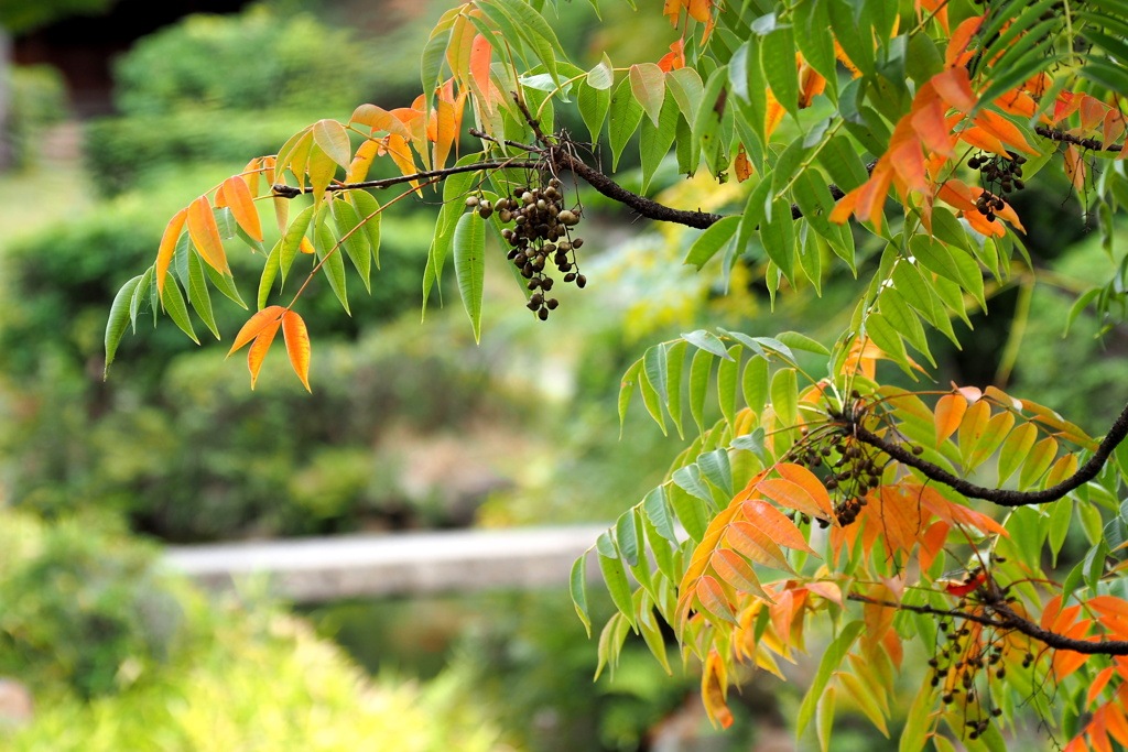 ハゼの紅葉 ４