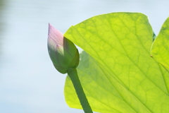 蕾
