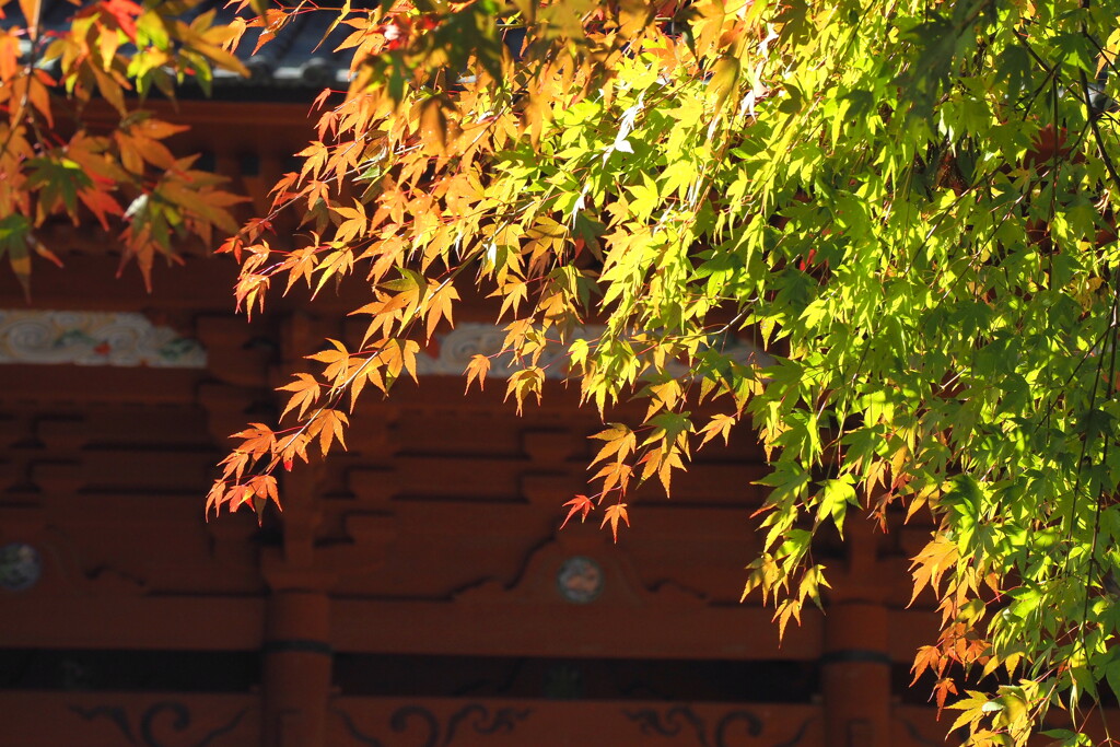 紅葉