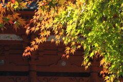 紅葉