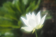 白蓮