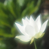 白蓮