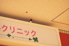 ツバメ