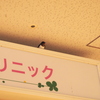 ツバメ
