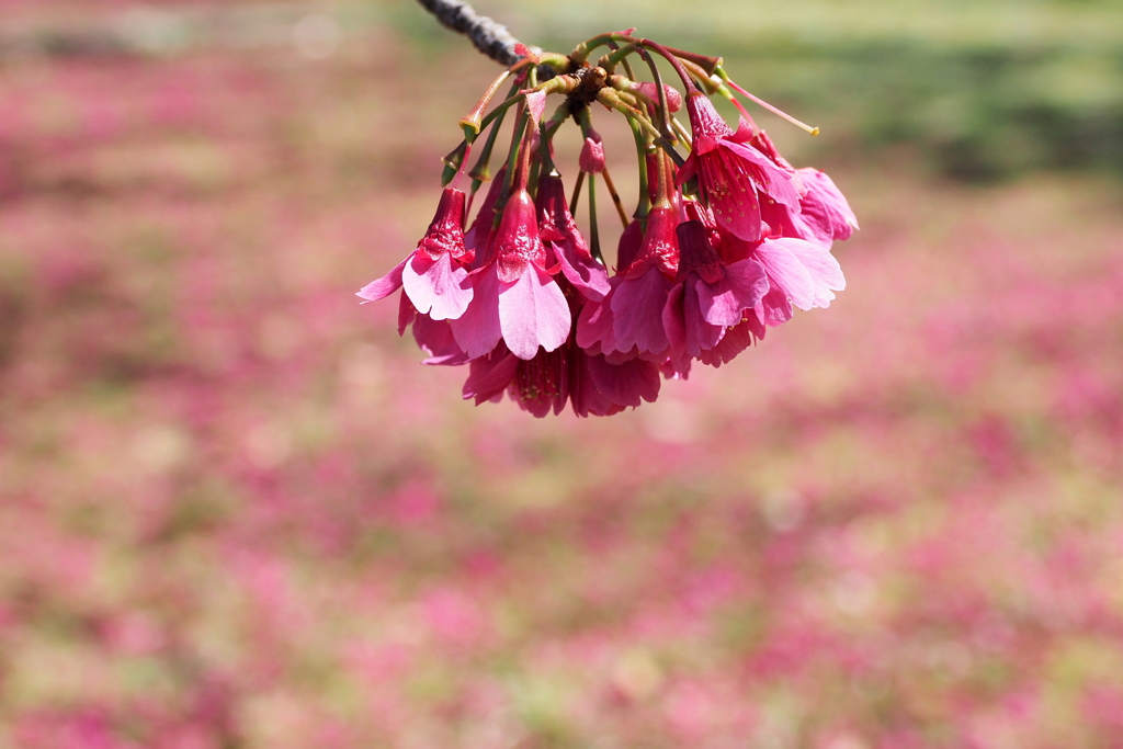 寒緋桜