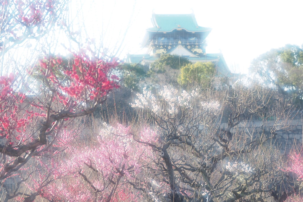 大阪城公園梅林 １６