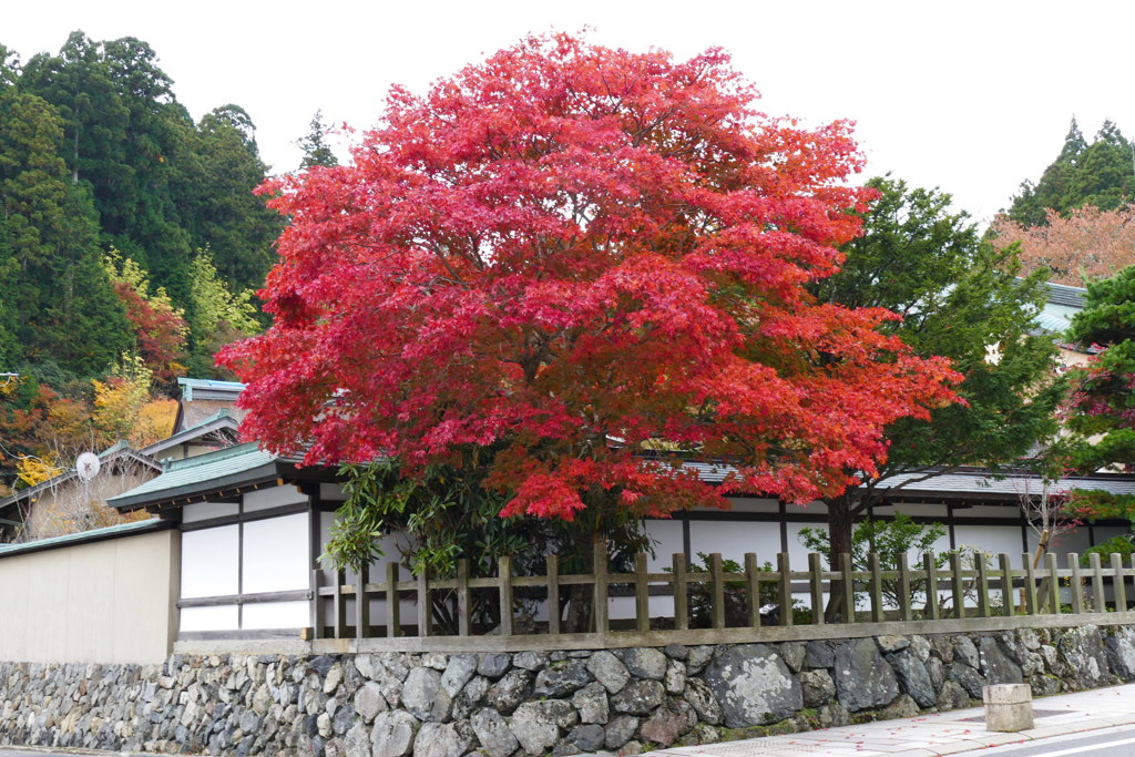 西南院紅葉（高野山）