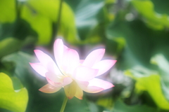 蓮