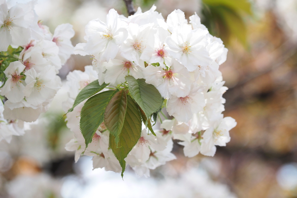 桜の通り抜け