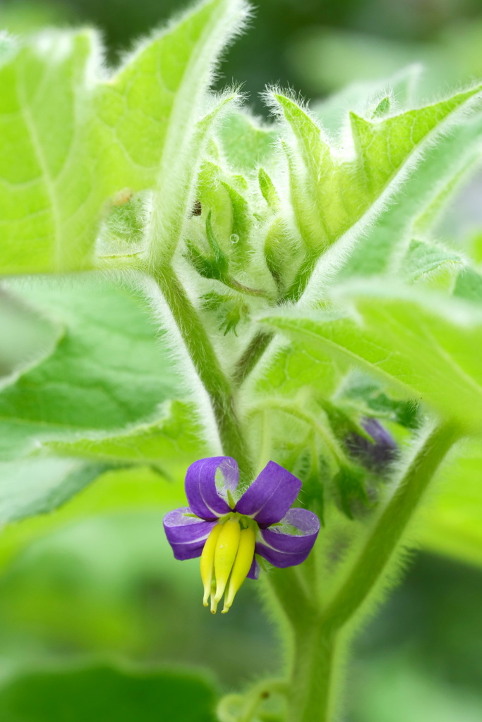 花の文化園にて ４