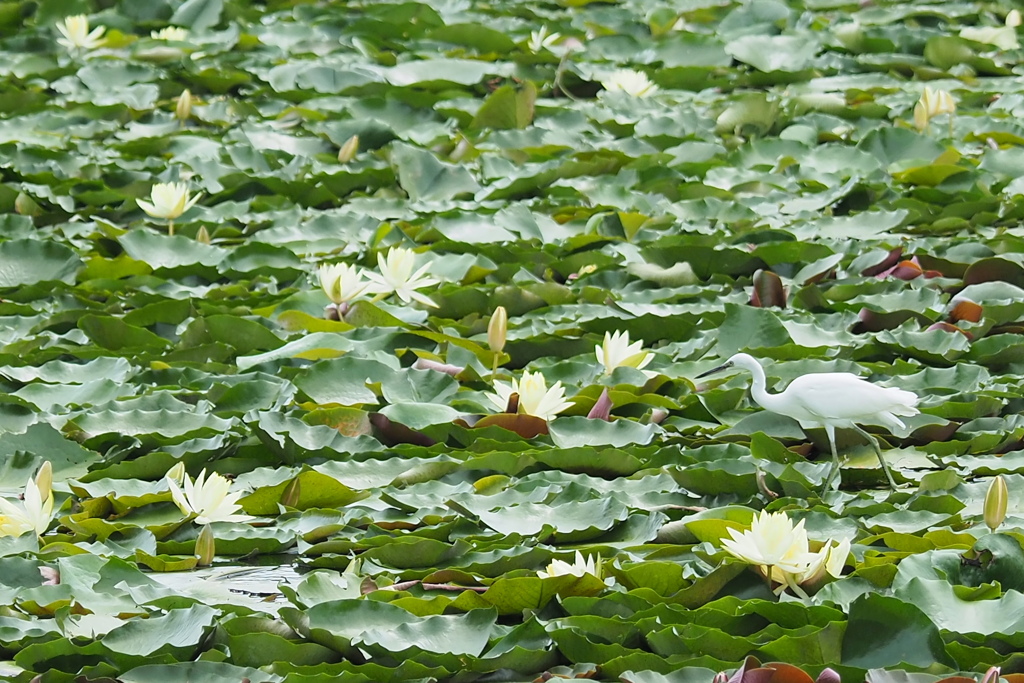 水連とコサギ
