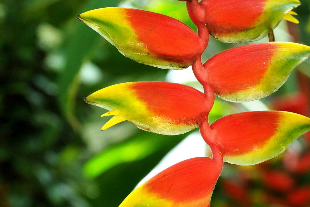 咲くやこの花館の花 １０