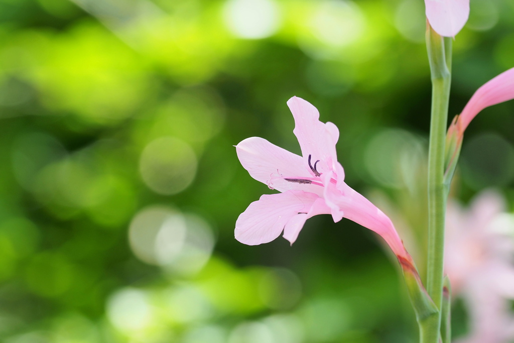 ピンクの花