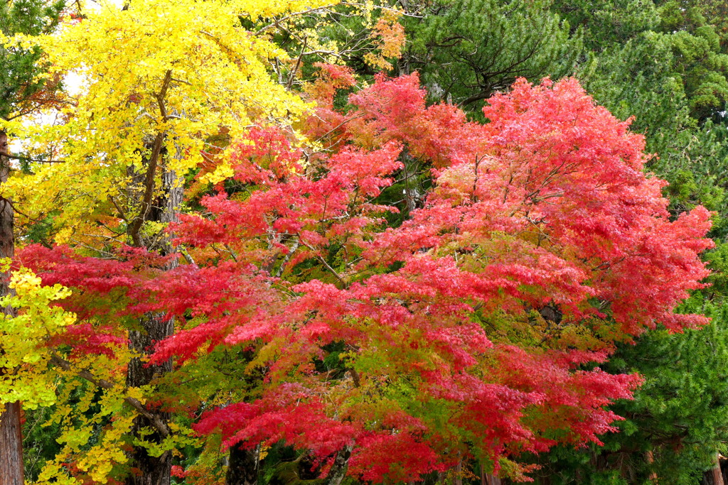 愛宕神社の紅葉（高野山）