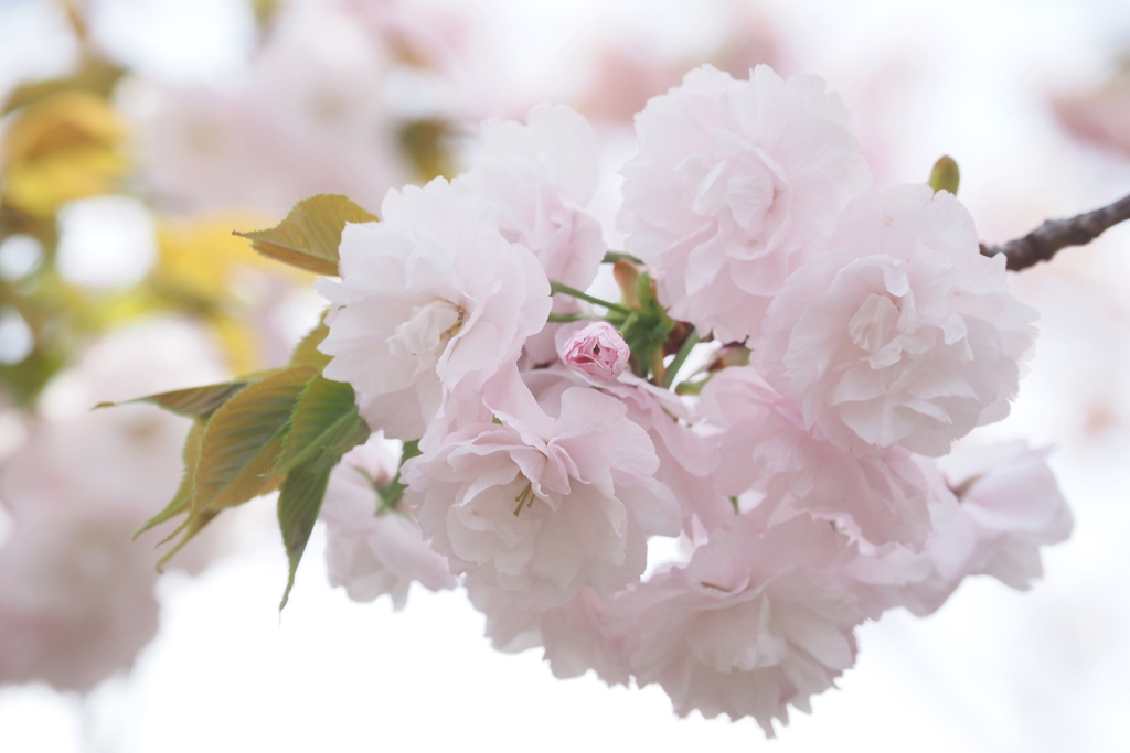 桜の通り抜け