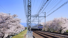 桜と電車 ５