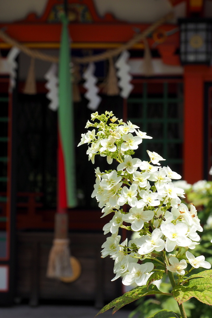 陶器神社の紫陽花