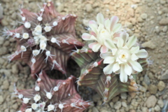 乾燥地植物室の花 ６
