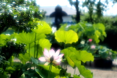 蓮