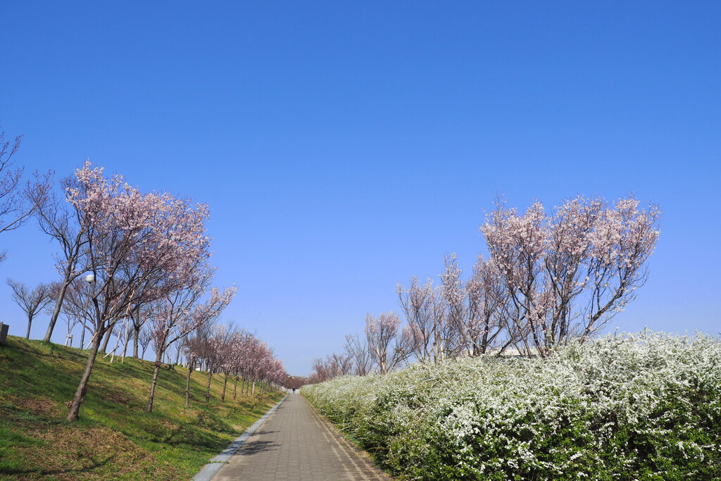 桜と雪柳 ２