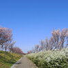 桜と雪柳 ２