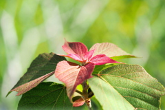 新芽