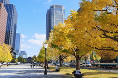 東京駅駅前の銀杏並木 ３