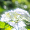 紫陽花 ９