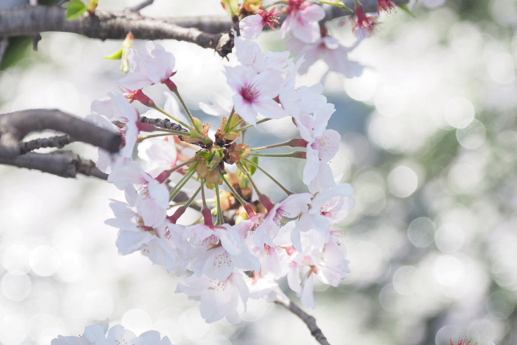 桜 ４