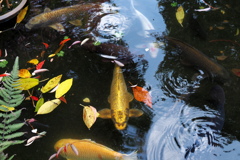 懐かしの人面魚