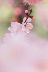 梅花