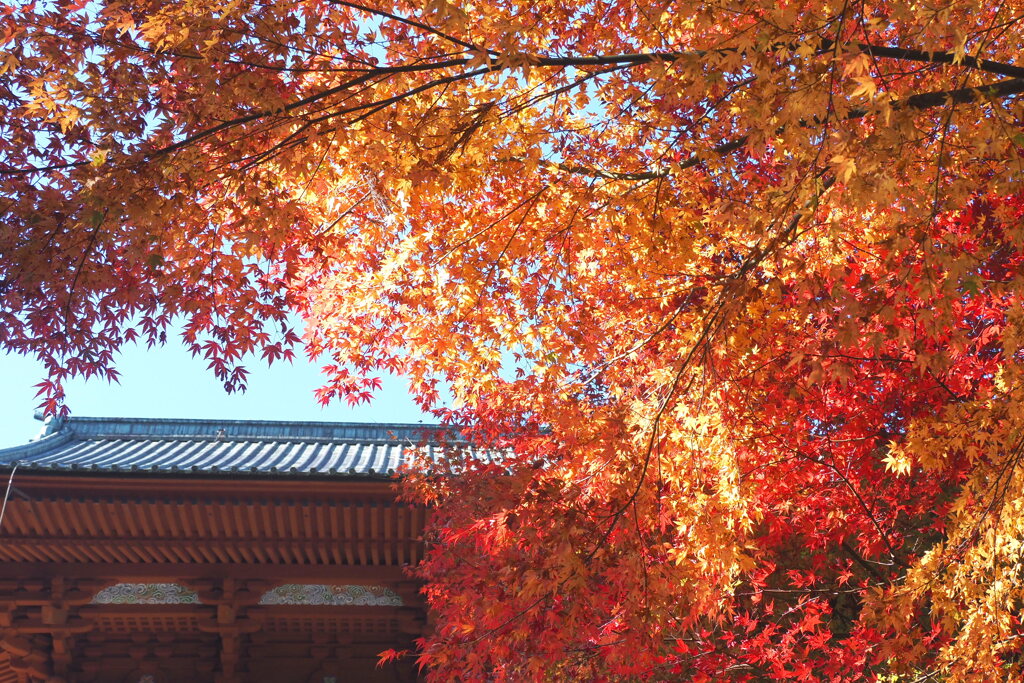 大門の紅葉