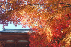 大門の紅葉