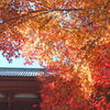 大門の紅葉