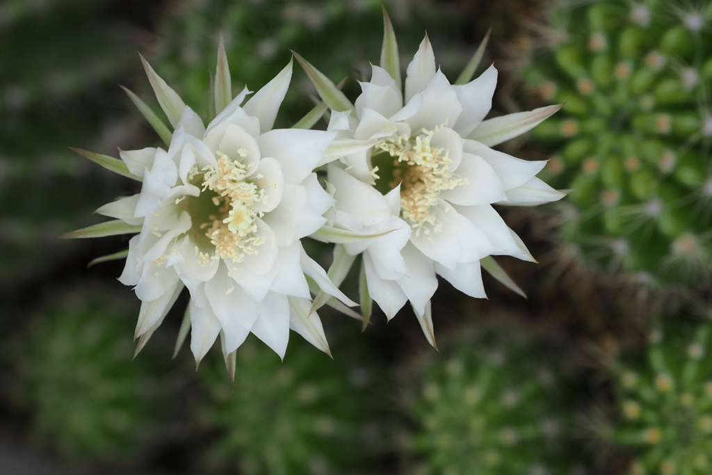 サボテンの花