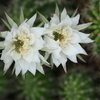 サボテンの花