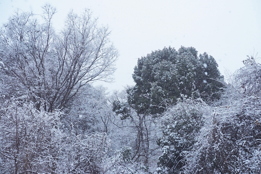 雪降る