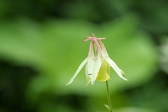 高原の花